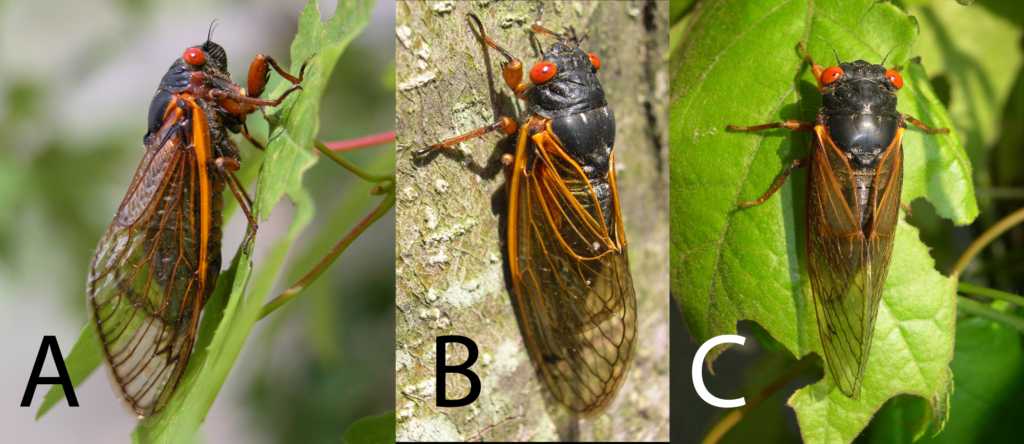Three 17-year periodical cicadas with black bodies, red eyes and orange-veined wings